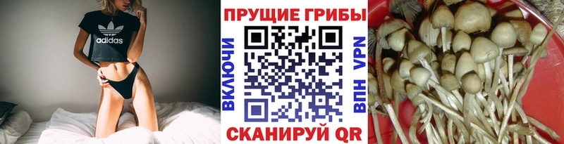 Псилоцибиновые грибы Psilocybe  где найти   МЕГА ССЫЛКА  Славск 